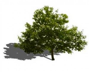 hdr images for sketchup warehouse trees